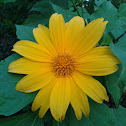 Japanese sunflower