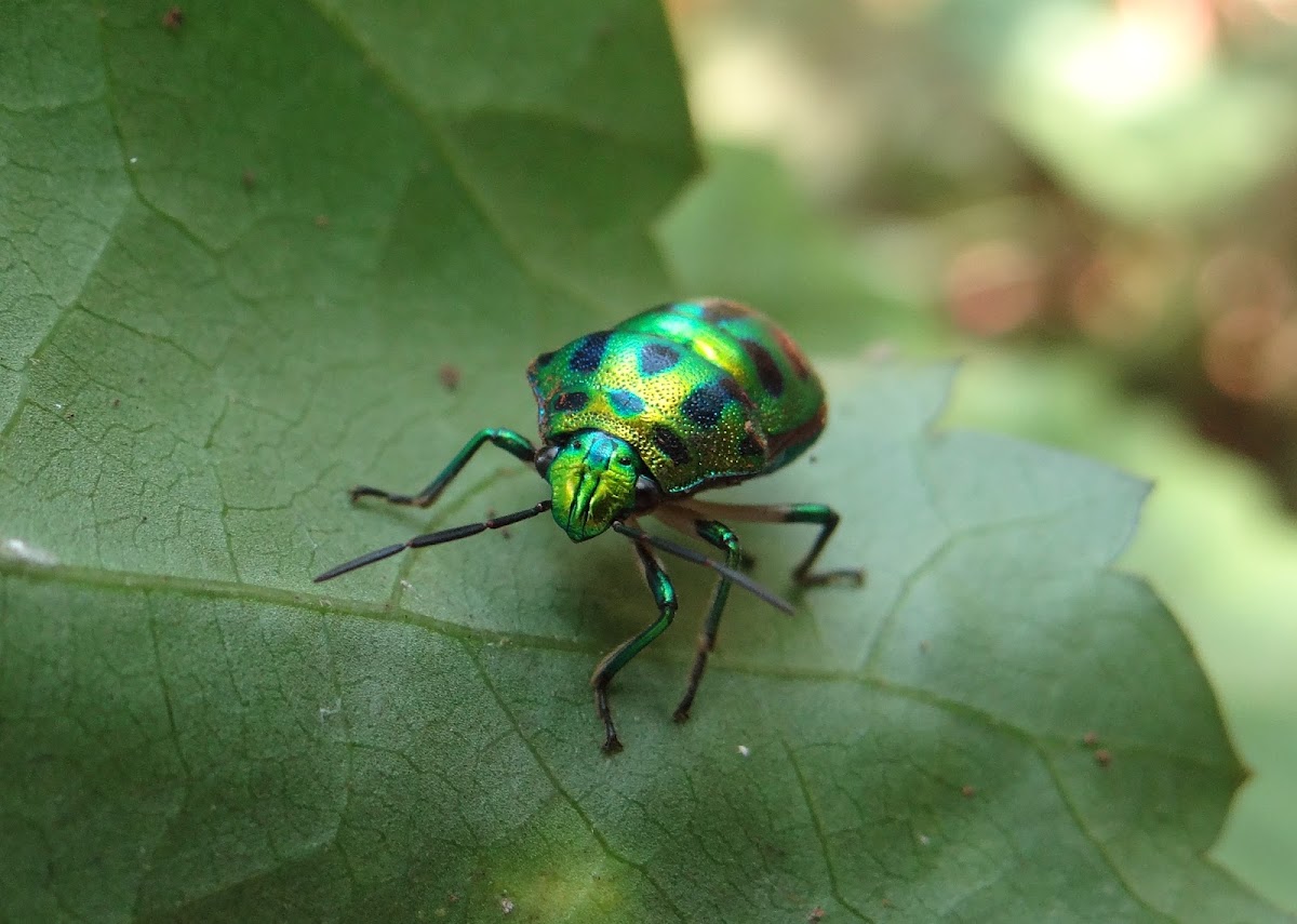 Green Jewel Bug