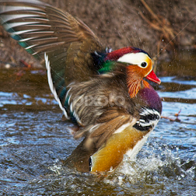 Mandarin Duck by Merina Tjen - Lim - Animals Birds