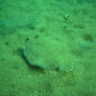 Eyed flounder