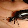 Escarabajo petróleo