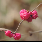 Coralberry