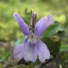 Early Dog-violet
