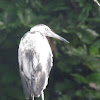 little blue heron: Juv