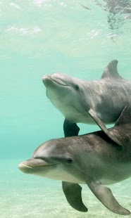 How to mod Dolphins HD LWP Lite lastet apk for android