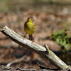 Palm Warbler (yellow Eastern variety)