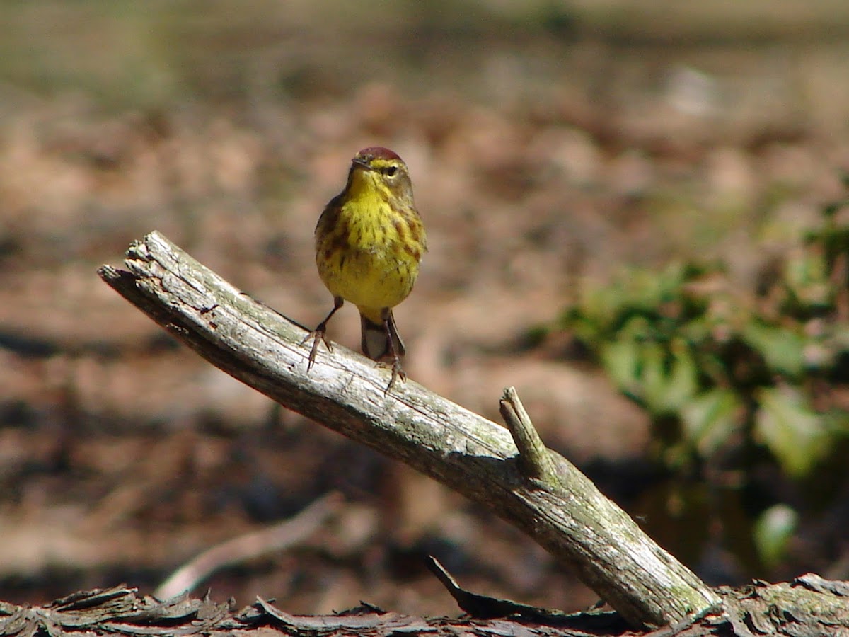 Palm Warbler (yellow Eastern variety)