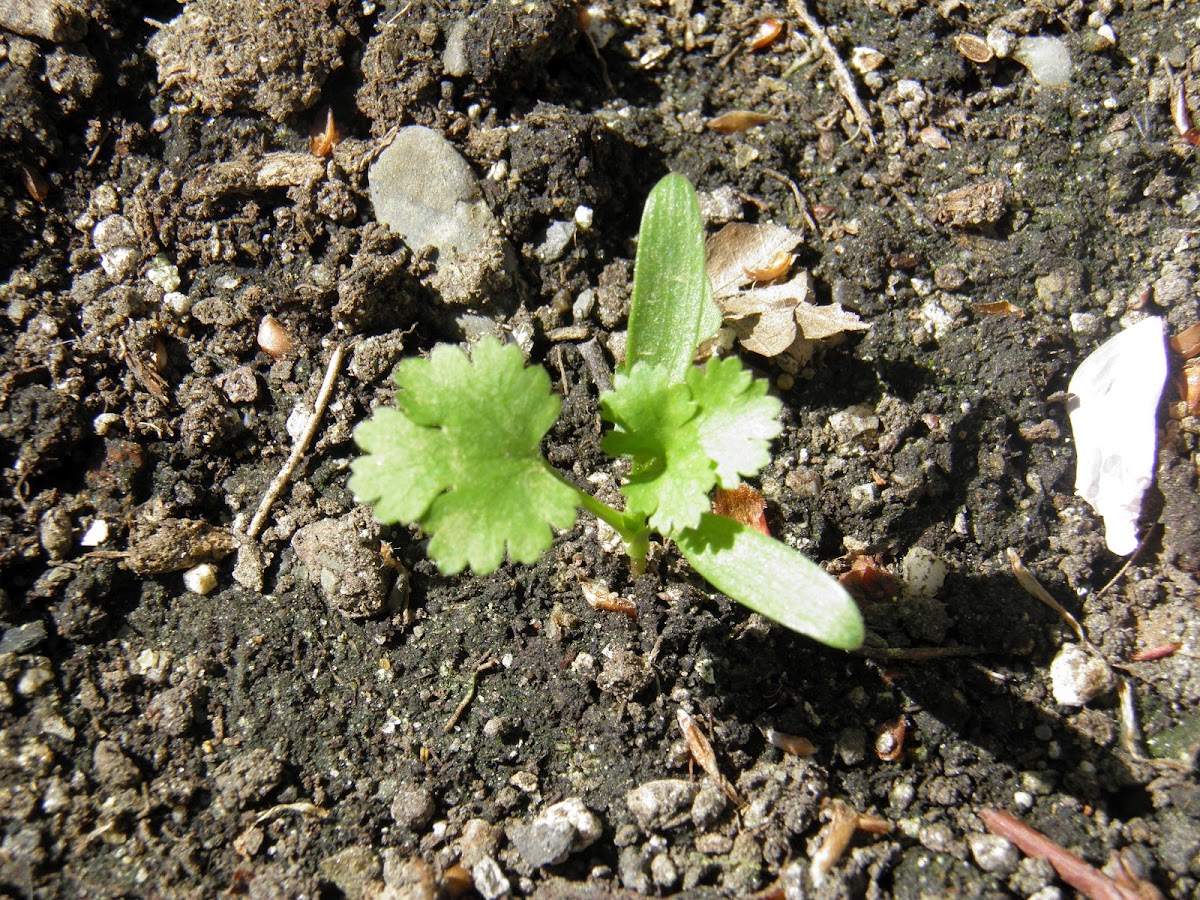 Coriander