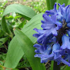 Jacinto-Hyacinth