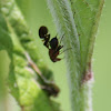 picture-winged fly