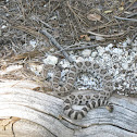 Crotalus atrox, Western Diamondback Rattlesnake