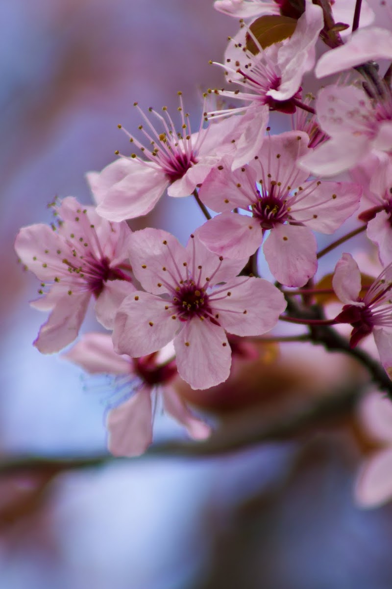 Cherry Blossom