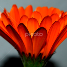 Shades by Mukesh Sharma - Flowers Single Flower