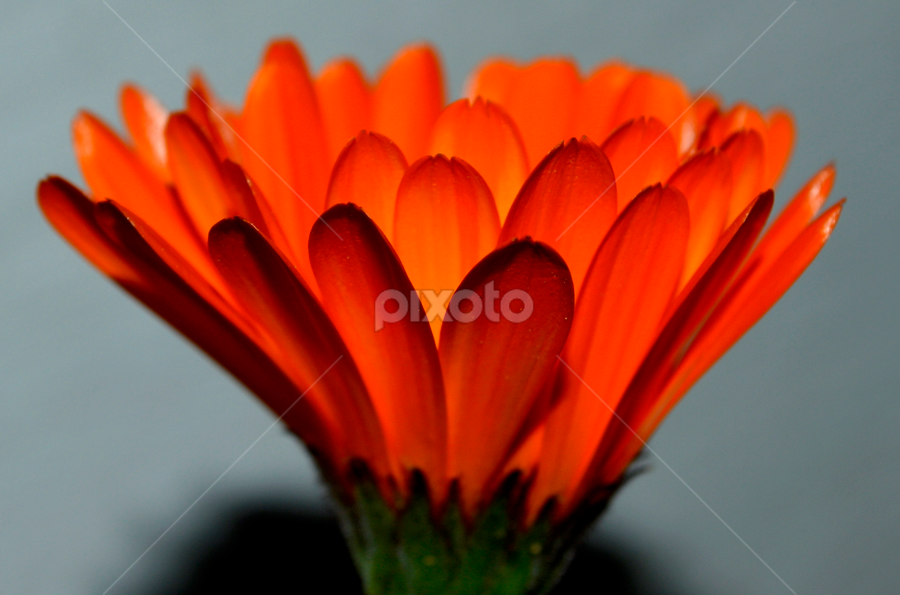 Shades by Mukesh Sharma - Flowers Single Flower