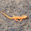 Red Spotted Newt