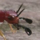 Red-headed Bush Cricket