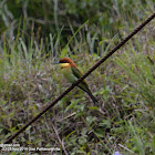 chestnut-headed bee-eater or bay-headed bee-eater