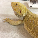 Bearded Dragon