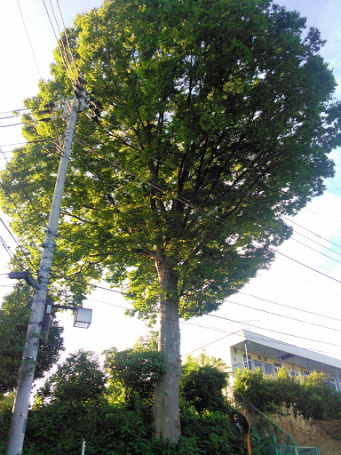 Portal - シンボルツリー