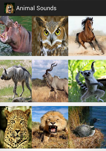 Animal Sounds With Images