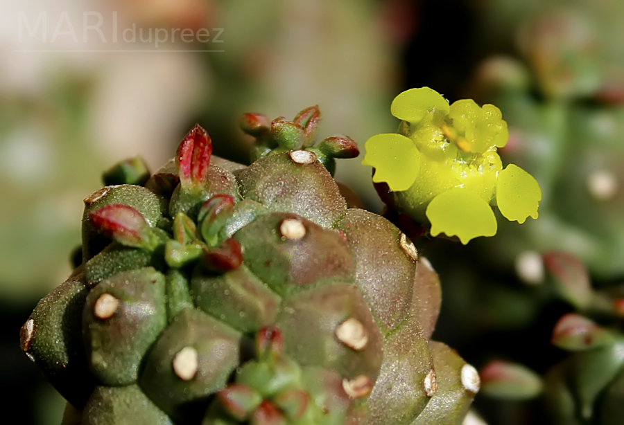 Euphorbia clavarioides var. truncata