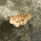 Mettarranthis moth