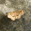 Mettarranthis moth