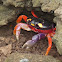 Pacific land crab