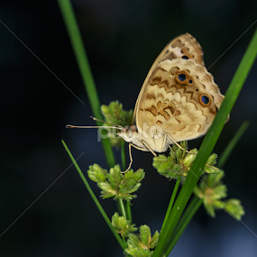Butterfly by Richard Liong - Animals Other