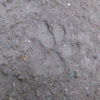 serval (track)