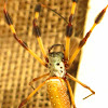 Golden silk orb-weaver (Banana Spider)