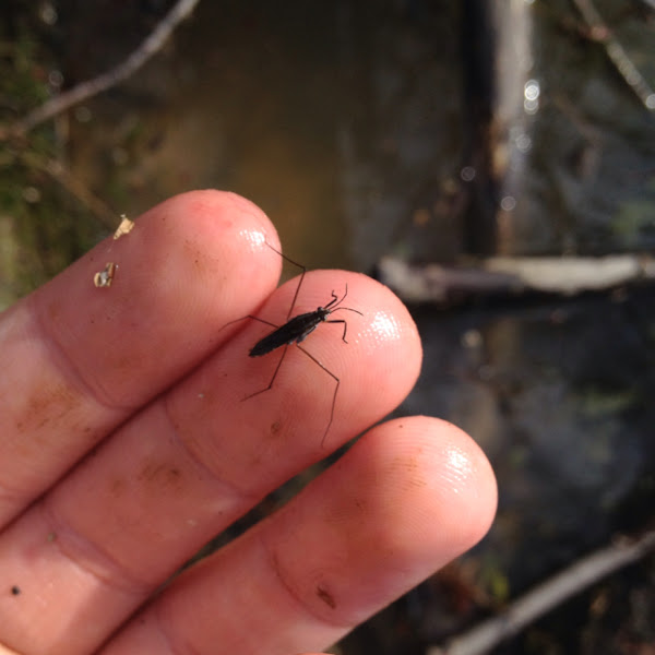 Water strider | Project Noah