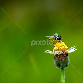 little bee by Agus Prasetya - Animals Insects & Spiders
