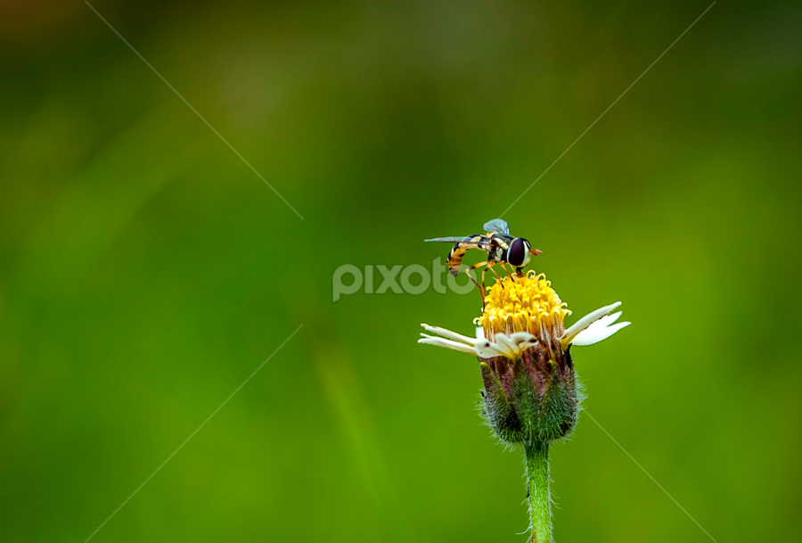 little bee by Agus Prasetya - Animals Insects & Spiders