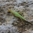 Narrow-winged Tree Cricket