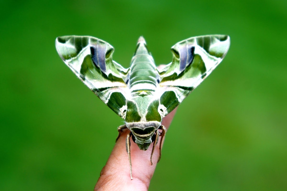 Oleander Hawk-moth or Army Green Moth (Female)
