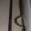Western long-nosed snake