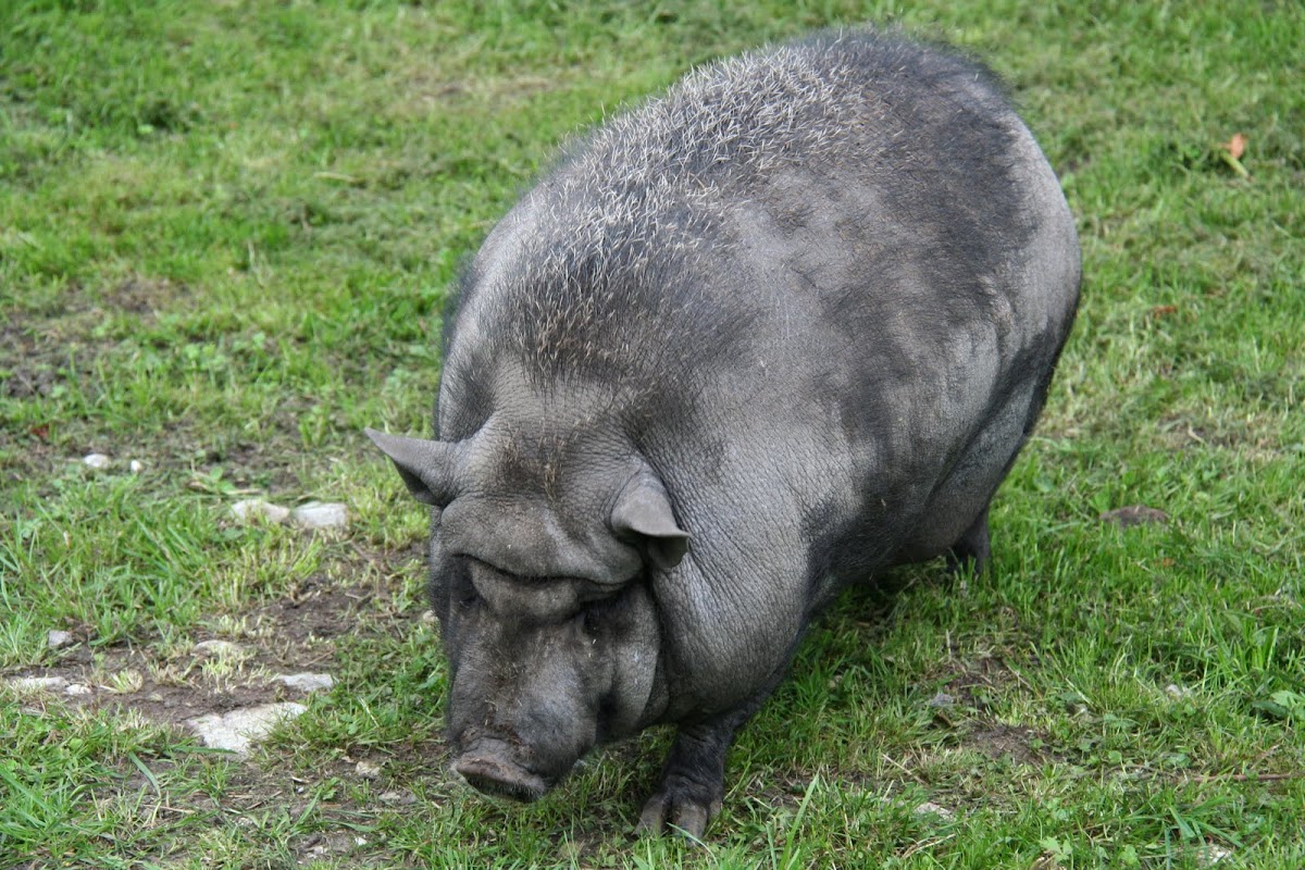 Pot belly pig  (Hängebauchschwein)