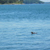 Common Eider (juvenile)