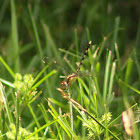 Eastern Pondhawk Dragonfly (female)