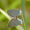 Eastern tailed-blues (mating)