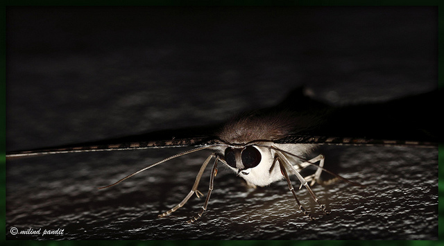Andaman Uraniid Moth