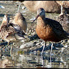 Hudsonian Godwit