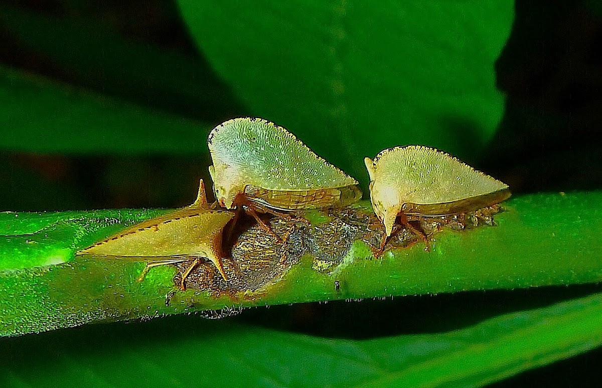 Keeled Treehoppers & Wasp Parasites