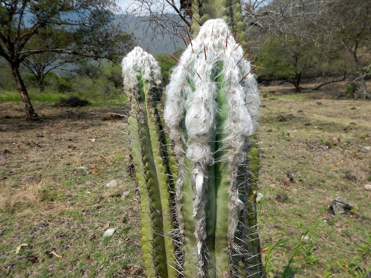 Old Man head cactus / Cabeza de viejito
