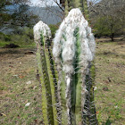 Old Man head cactus / Cabeza de viejito