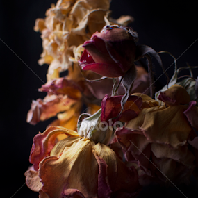 roses by Mitza Cretzulescu - Flowers Flower Arangements