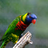 Rainbow Lorikeet