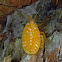 bronze orange bug nymph