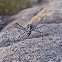 Skeleton Jumping Spider